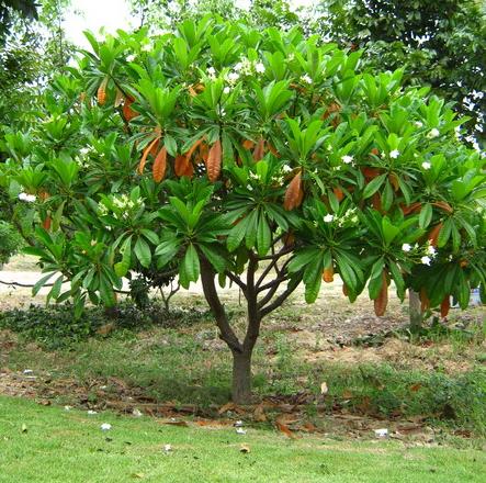 jual pohon bintaro Tarakan