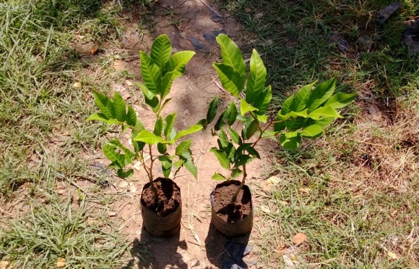 jual bibit pohon rambutan di Langsa