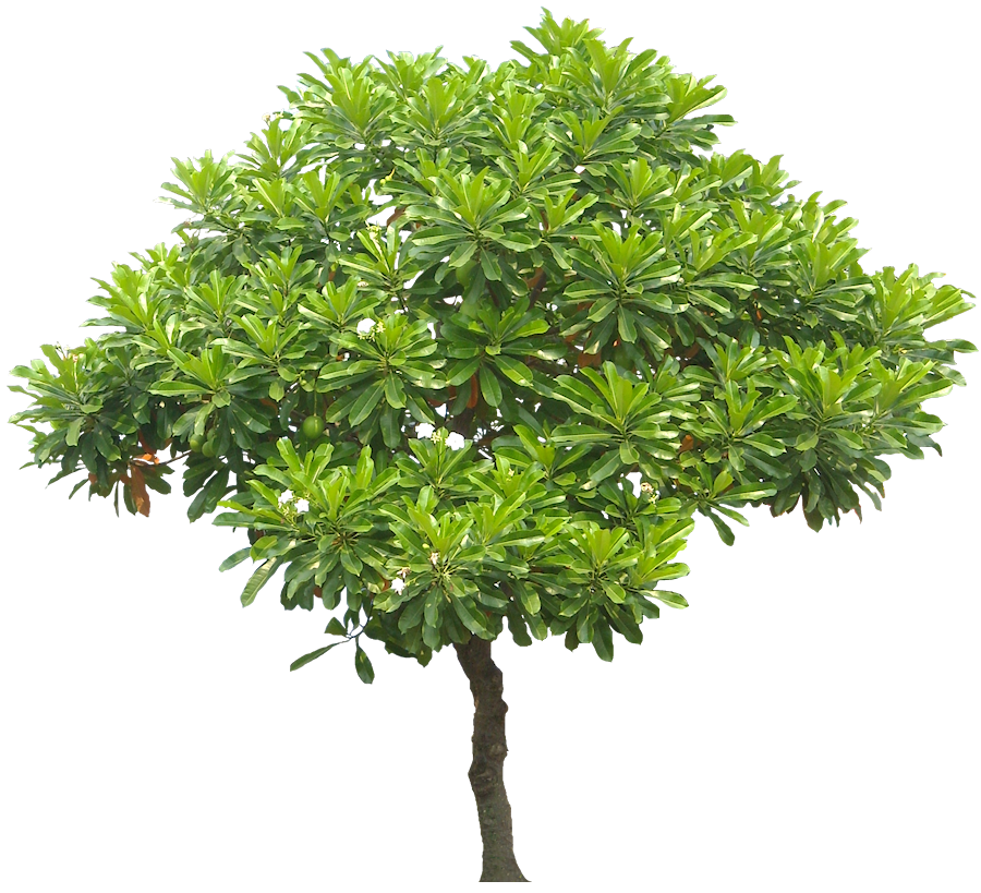 tanaman hias Jual Bibit Pohon Tanaman Halaman 3