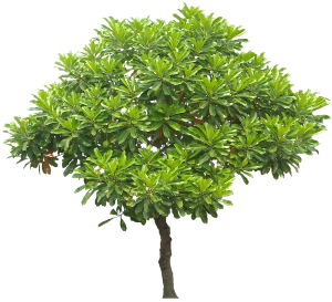 pohon bintaro Singkawang
