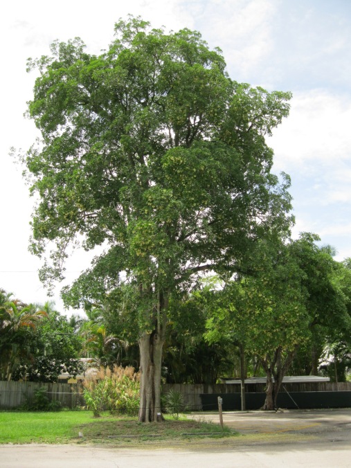 jual pohon pule di Jatir