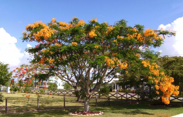 jual pohon flamboyan di Tapin