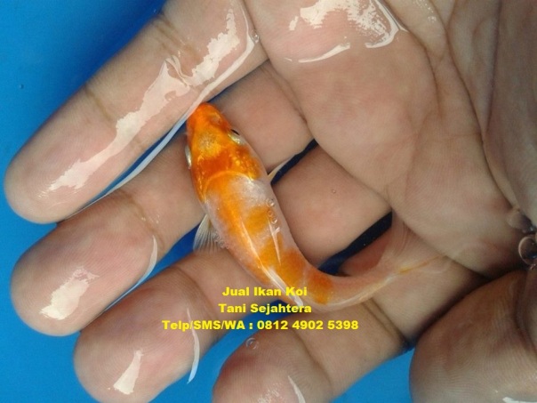 jual ikan koi Aceh Tengah