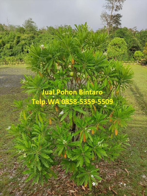jual-pohon-bintaro-Bangkalan